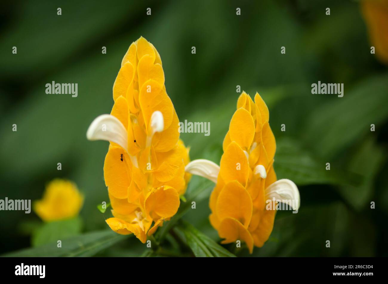 Close-up of the flowers of an ear of gold (lat. Pachystachys lutea) with a small ant against a blurred dark green natural background. Stock Photo