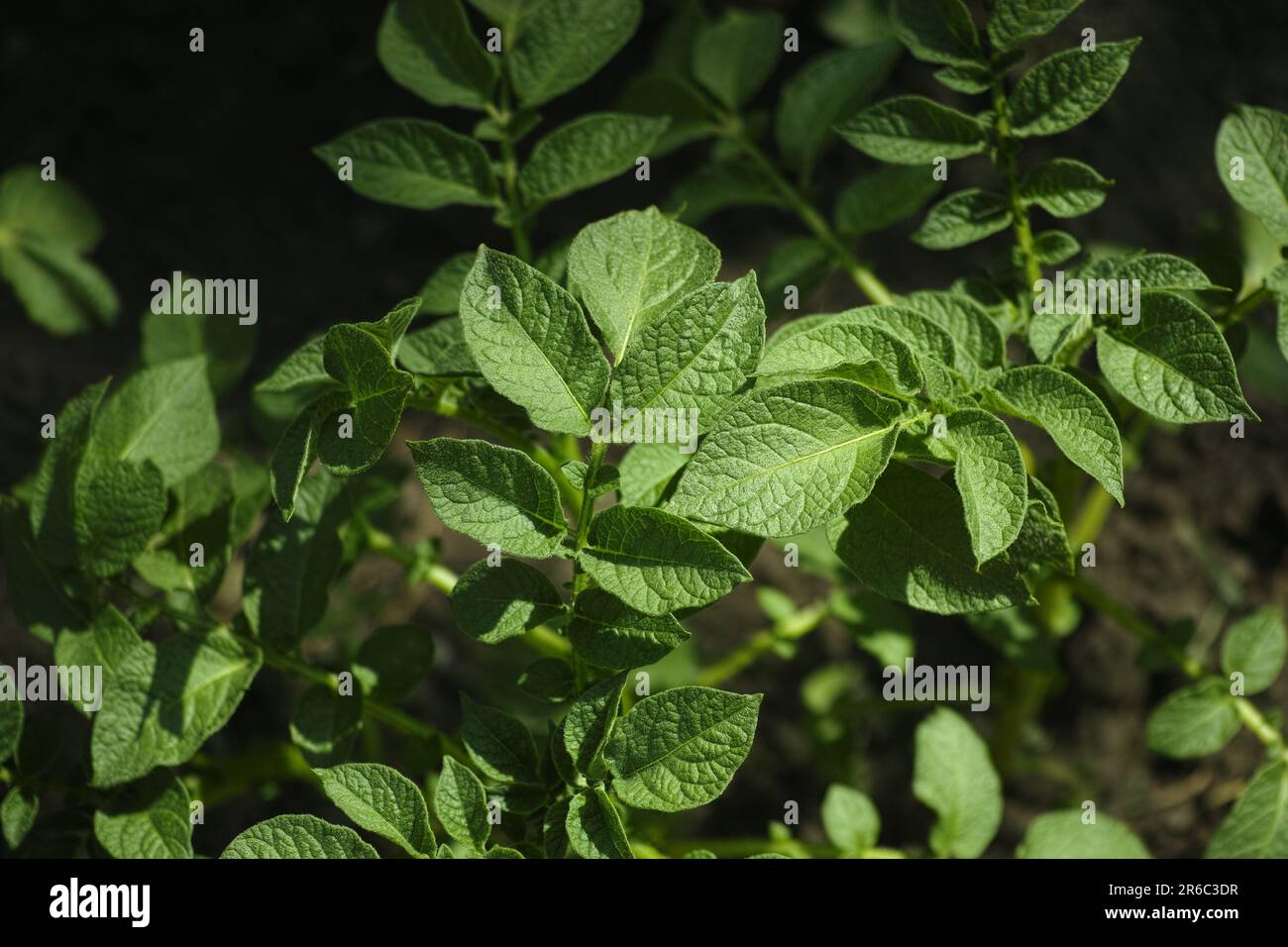 A close up shot of potato plant leaves. Stock Photo