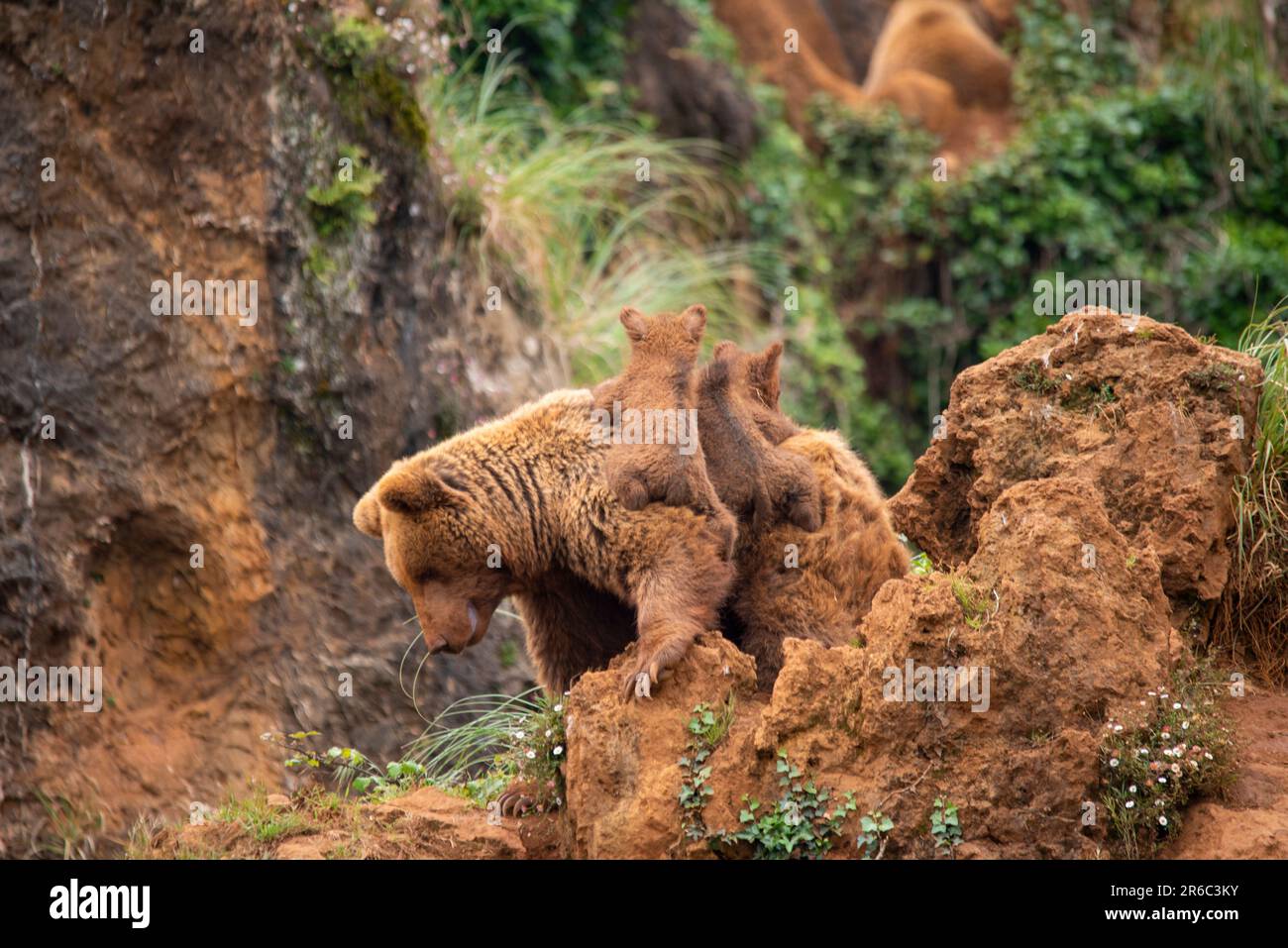 Bear cubs playing with their brown bear mother on top of a mountain in ...