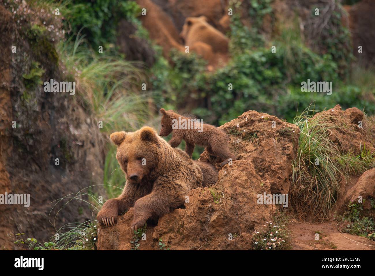 Bear cubs playing with their brown bear mother on top of a mountain in ...