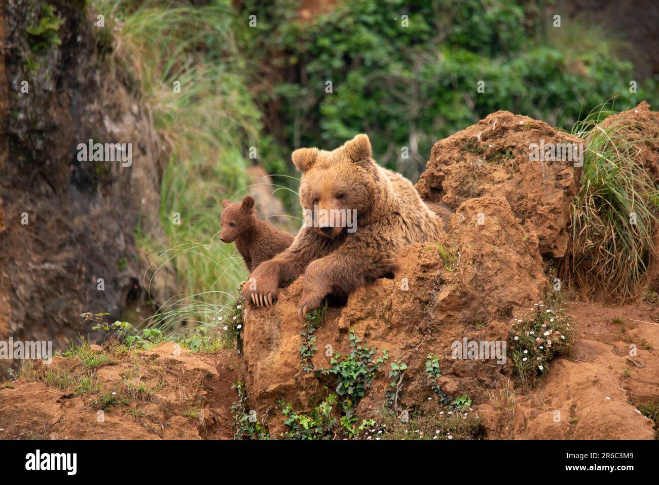 Bear cubs playing with their brown bear mother on top of a mountain in ...