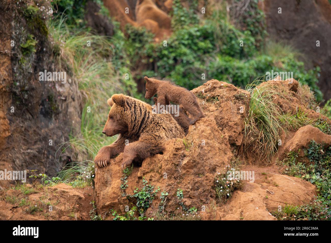 Bear cubs playing with their brown bear mother on top of a mountain in ...