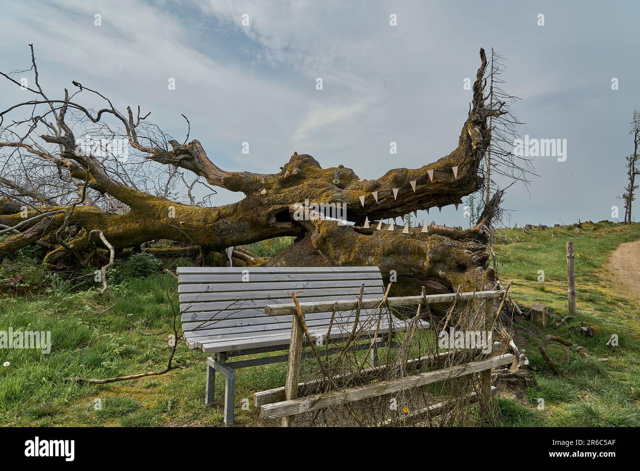 old fallen tree trunk turned into a sculpture of a dragon along a hiking trail in the Rothaarsteig mountains leading through heavily deforested area. Stock Photo