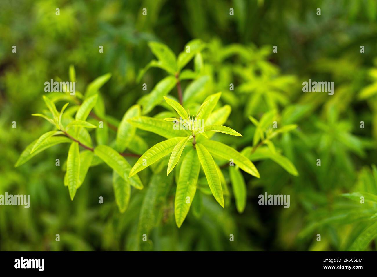 Green and aromatic leaves of Aloysia citrodora Stock Photo