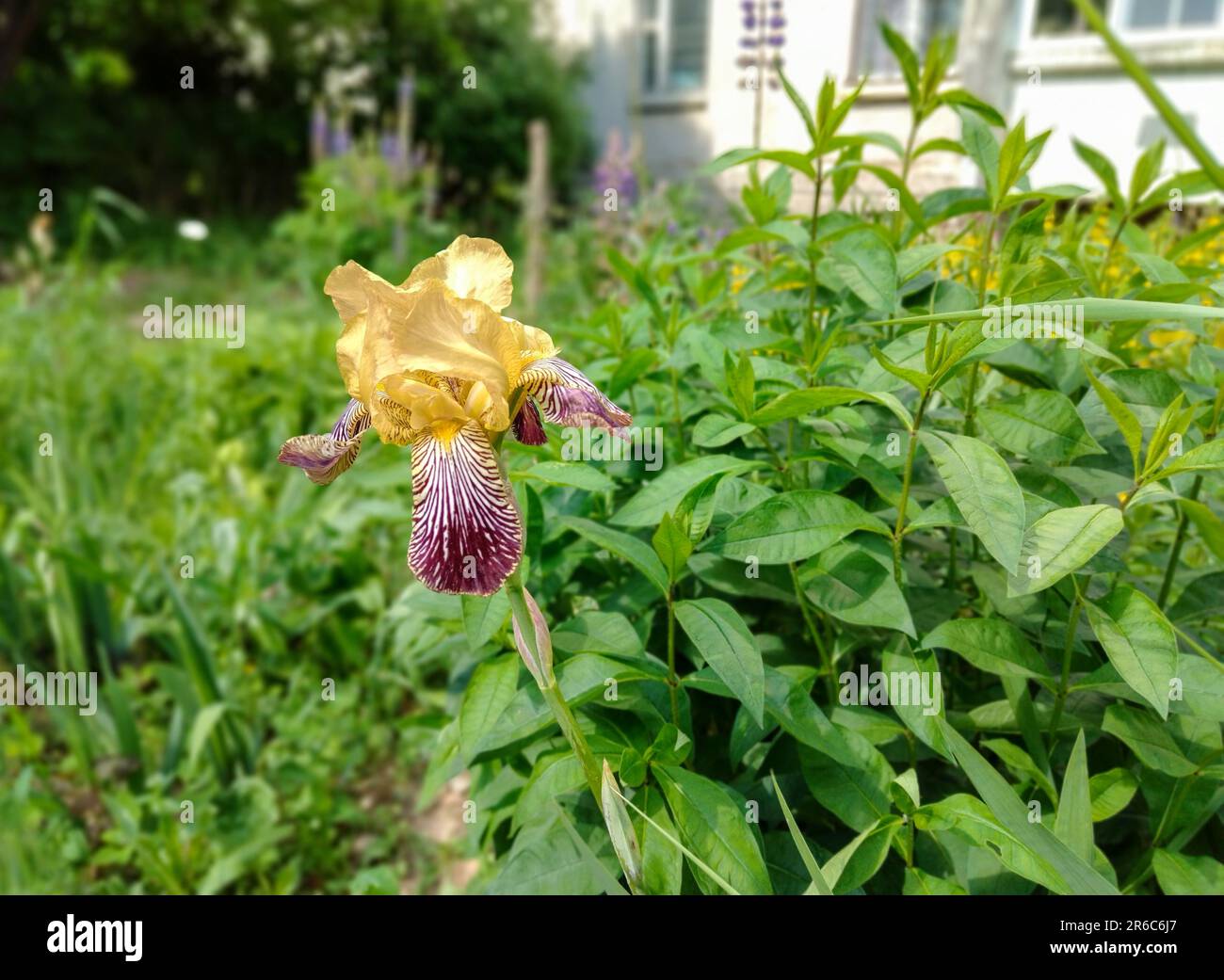 Amazing bicolor Iris in Stockholm. Beauty of nature in June! Stock