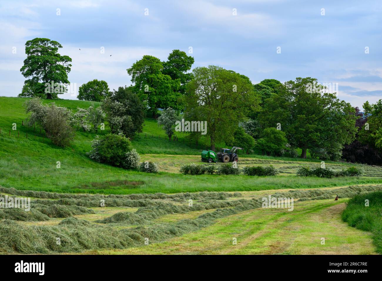Haymaking (Valmet tractor being driven in field pulling McHale F5400 baler, collecting dry grass for fodder) - Leathley, North Yorkshire, England, UK. Stock Photo