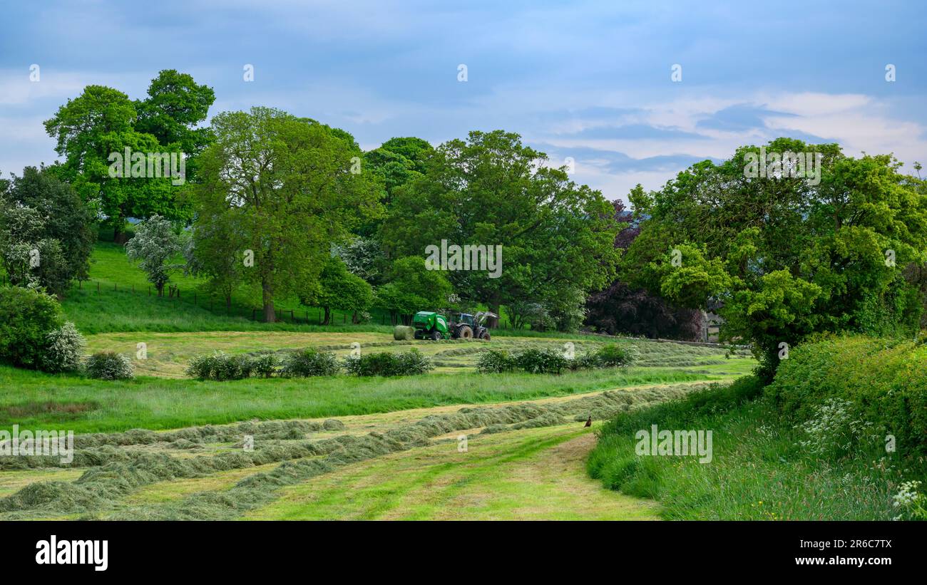 Haymaking (Valmet tractor being driven in field pulling McHale F5400 baler, collecting dry grass, 1 one round bale) - Leathley, Yorkshire England, UK. Stock Photo
