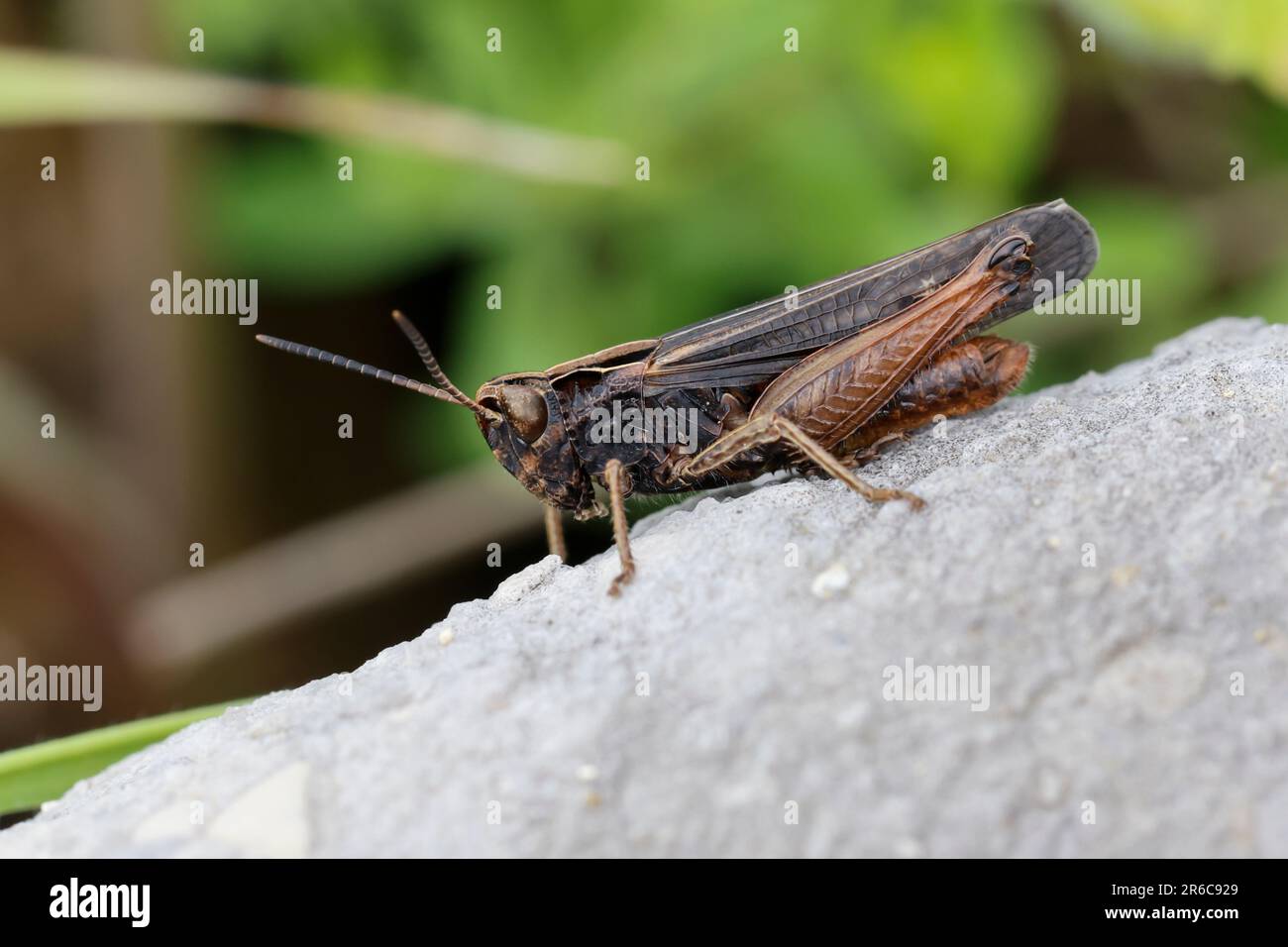 Buntbäuchiger Grashüpfer, Omocestus rufipes, Omocestus ventralis, woodland grasshopper, le criquet noir ébène Stock Photo