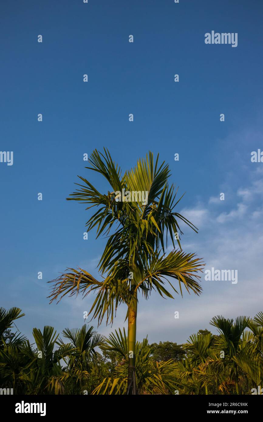 areca palm, arecanut, beauty in nature, blue, cloud, environment, flower, growth, land, leaf, no people, outdoors, plant, scenics - nature, sky, tranq Stock Photo
