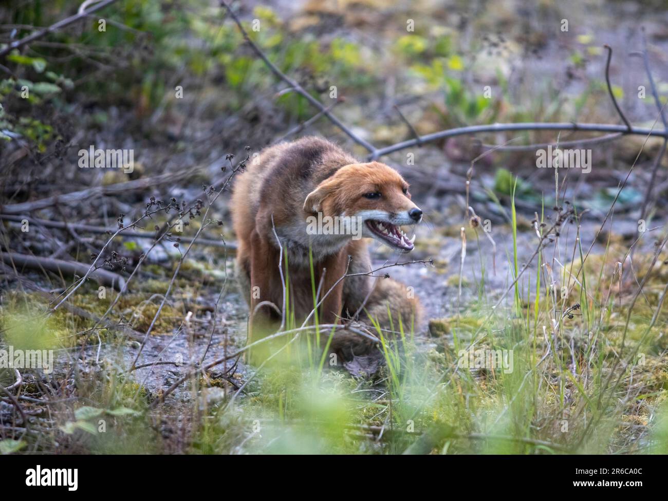 Urban fox, submissive behaviour, Scotland Stock Photo