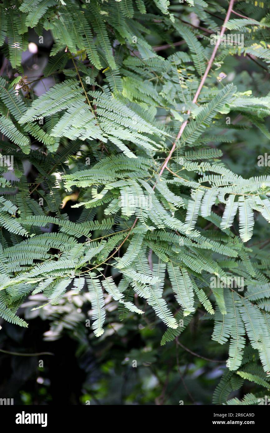 Leaves of Amalaki, Amla, Phyllanthus Emblica Stock Photo