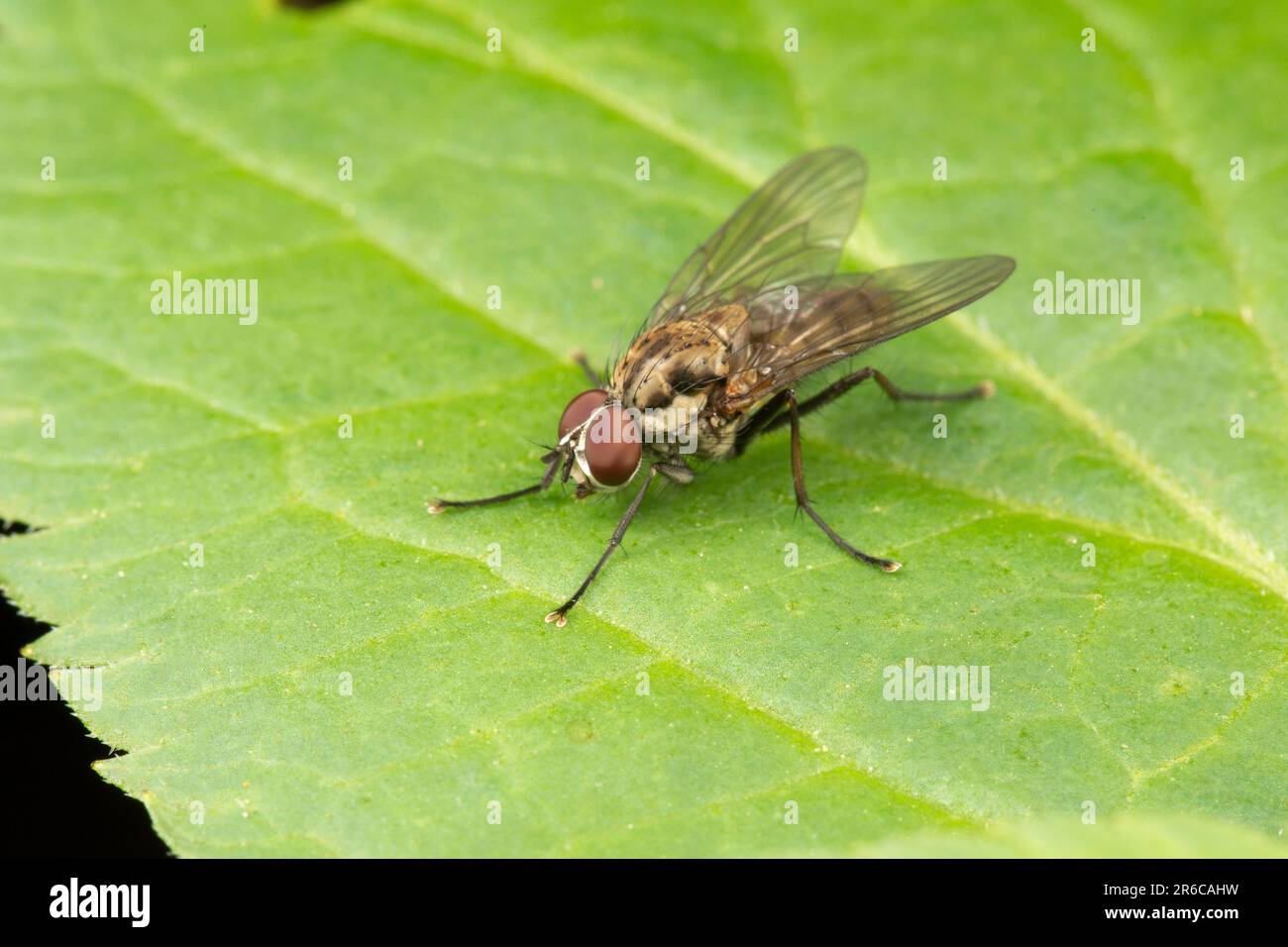 A root-maggot fly, Hydrophoria species, family Anthomyiidae Stock Photo