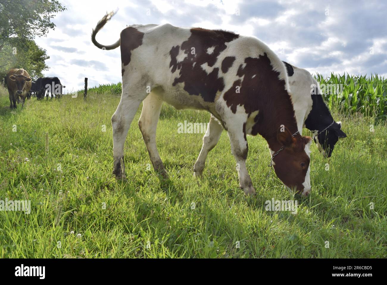 This Image Depicts A Black And White Cow Grazing In A Lush Green Field Stock Photo Alamy