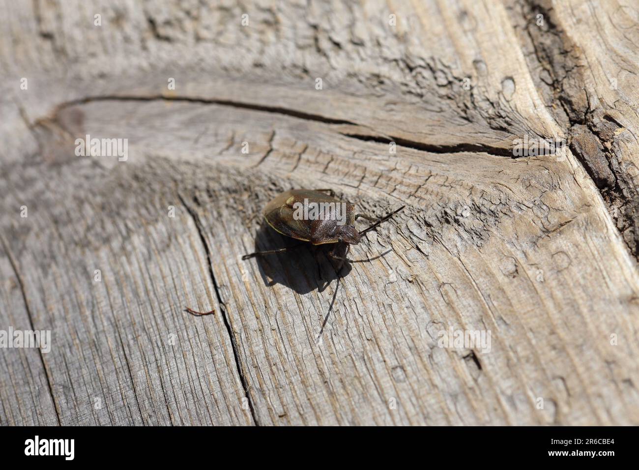Chlorochroa pinicola, also know as shield bug,  walking on the wood in a swamp area in Finland. Stock Photo