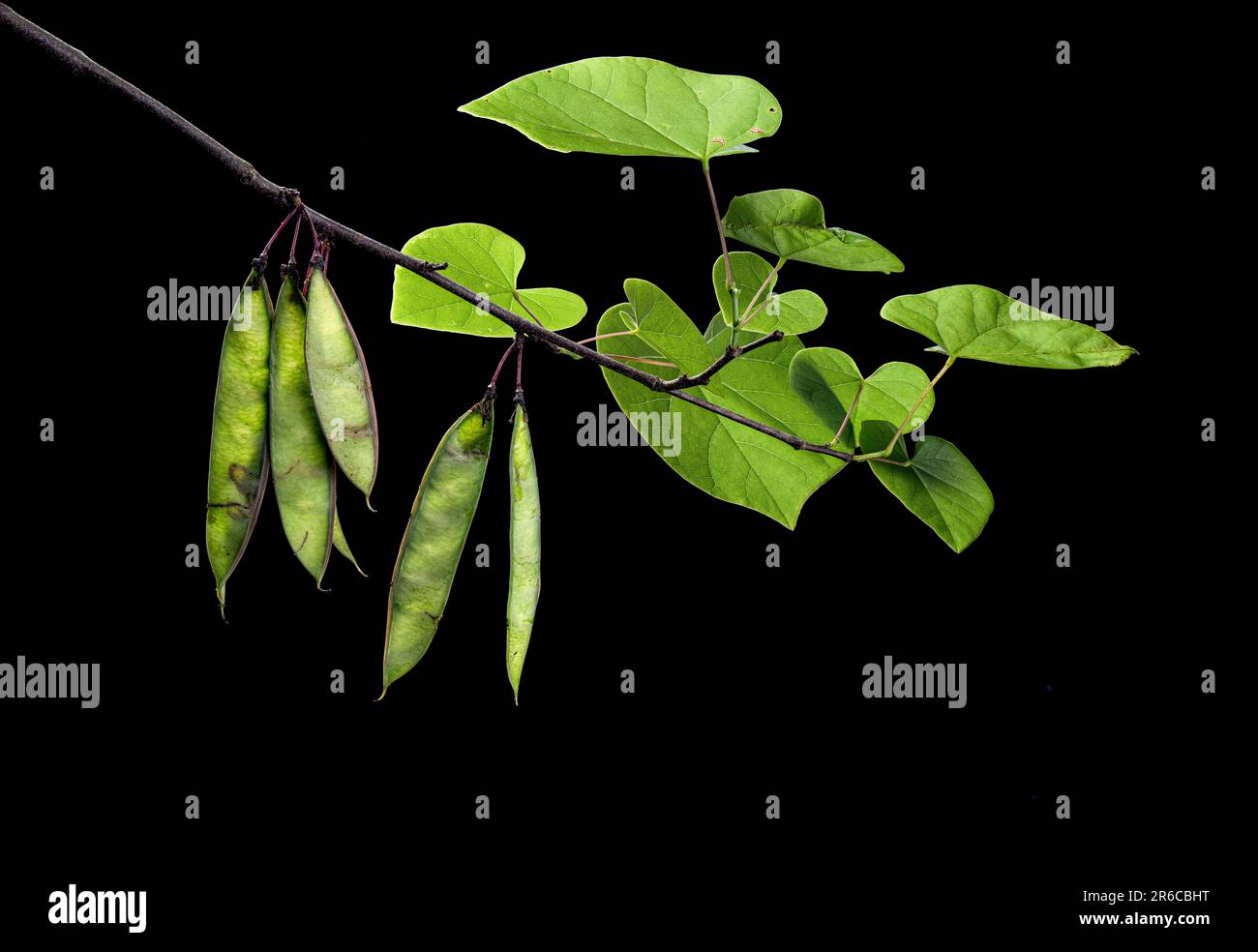 Branch of eastern redbud tree (Cercis canadensis) in late spring