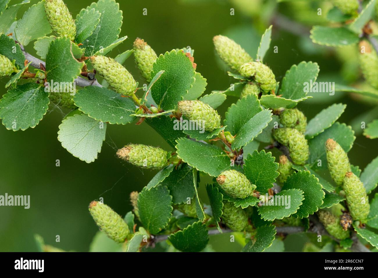 Dwarf Birch, Cones Betula nana Rotundifolia Betula leaves Stock Photo