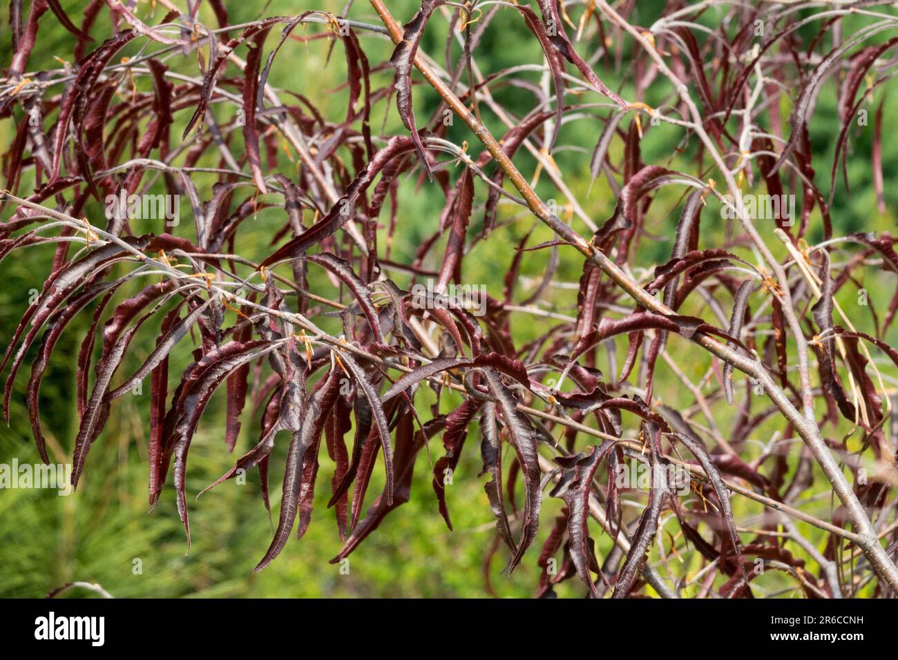 Ansorge European Beech, Fagus sylvatica 'Ansorgei' Stock Photo