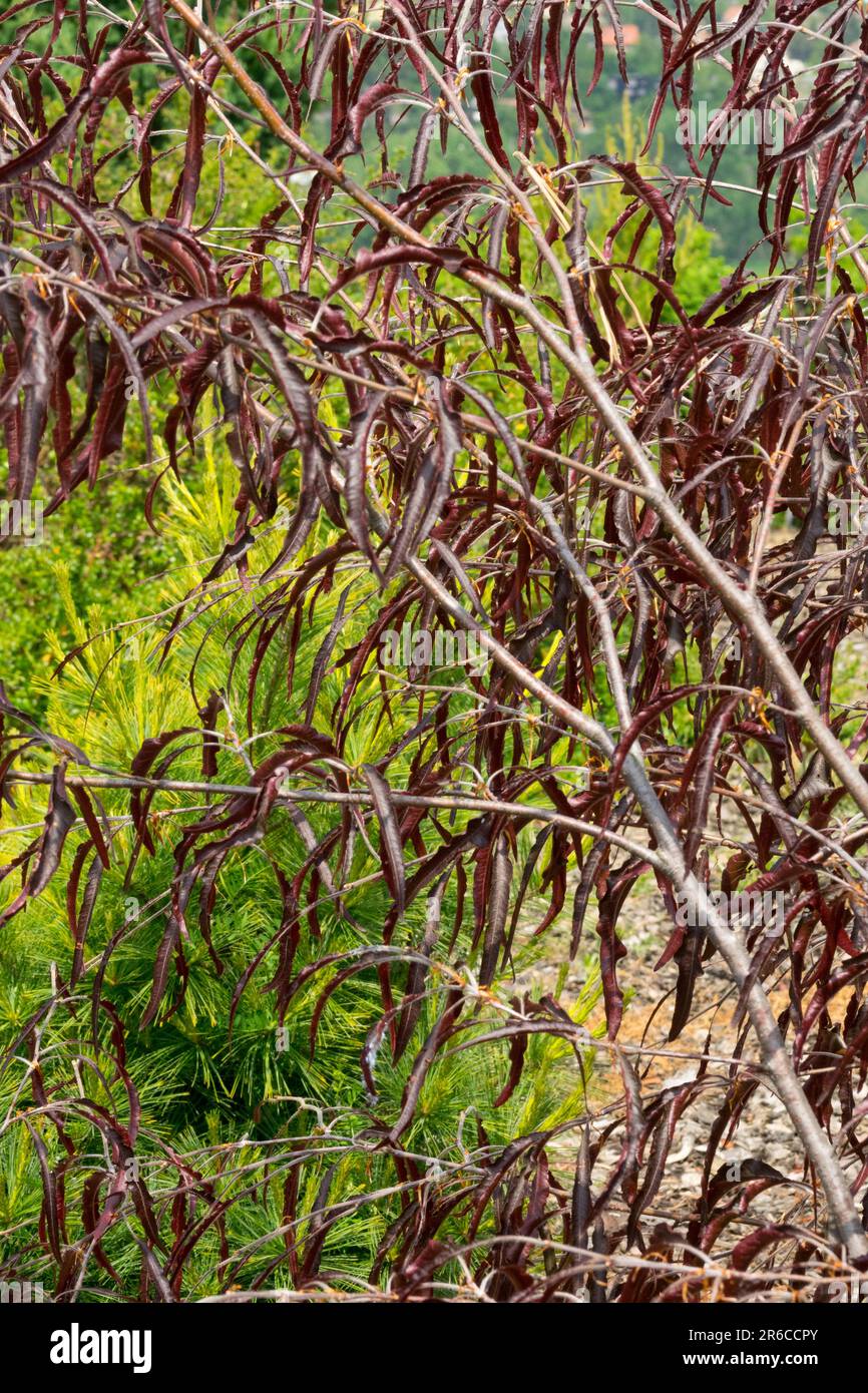 Ansorge European Beech, Branches, Fagus sylvatica 'Ansorgei' Dark Beech leaves Stock Photo