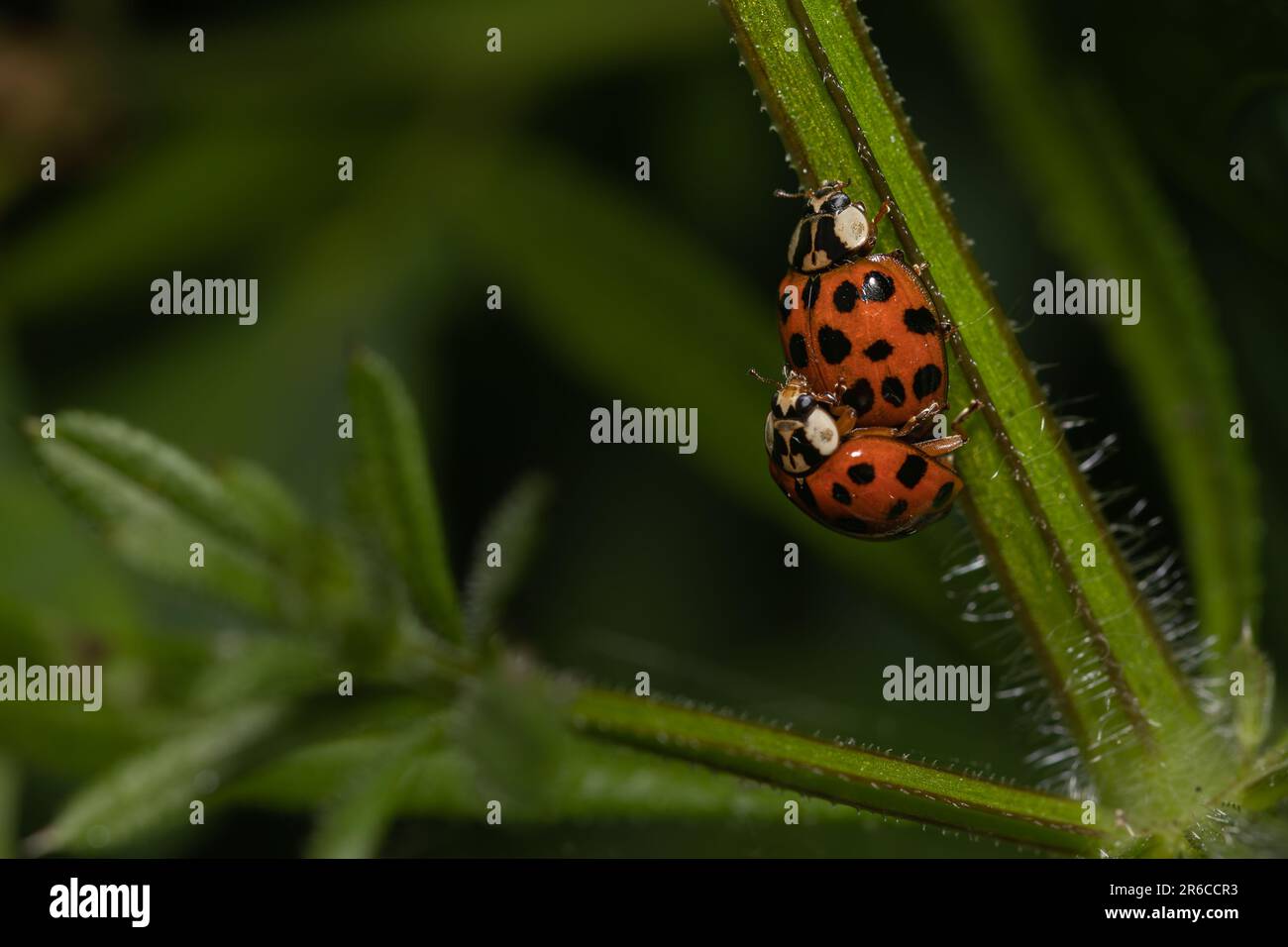A pair of Asian lady beetles mating. Stock Photo