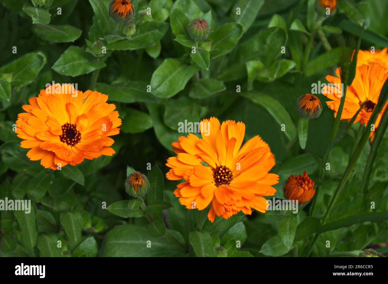 Beautiful orange marigold flower in the garden, Sofia, Bulgaria Stock Photo