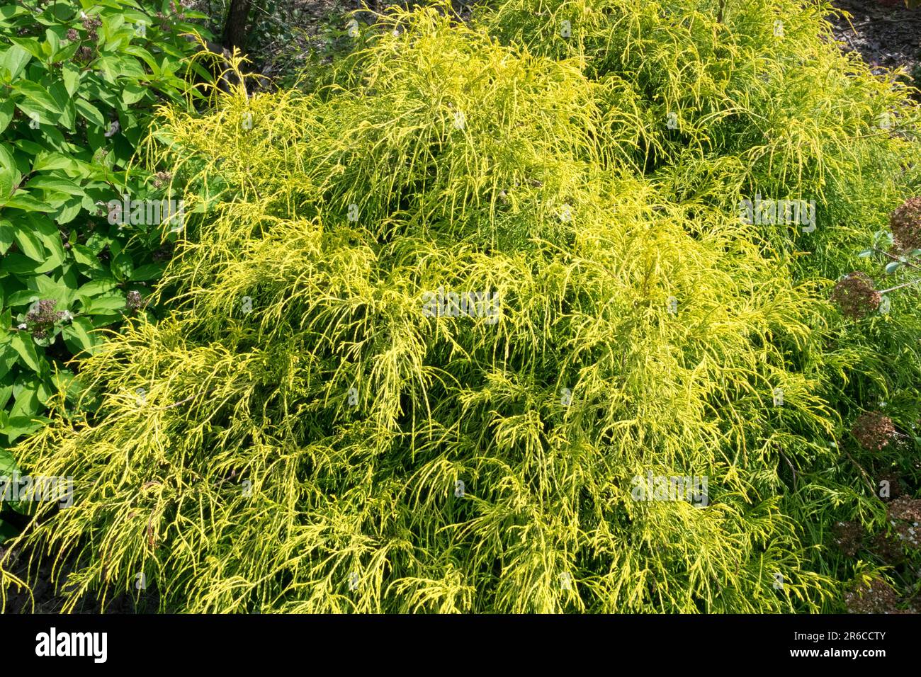 Chamaecyparis pisifera 'Filifera Aurea', Sawara False Cypress in Garden Czech Republic Stock Photo