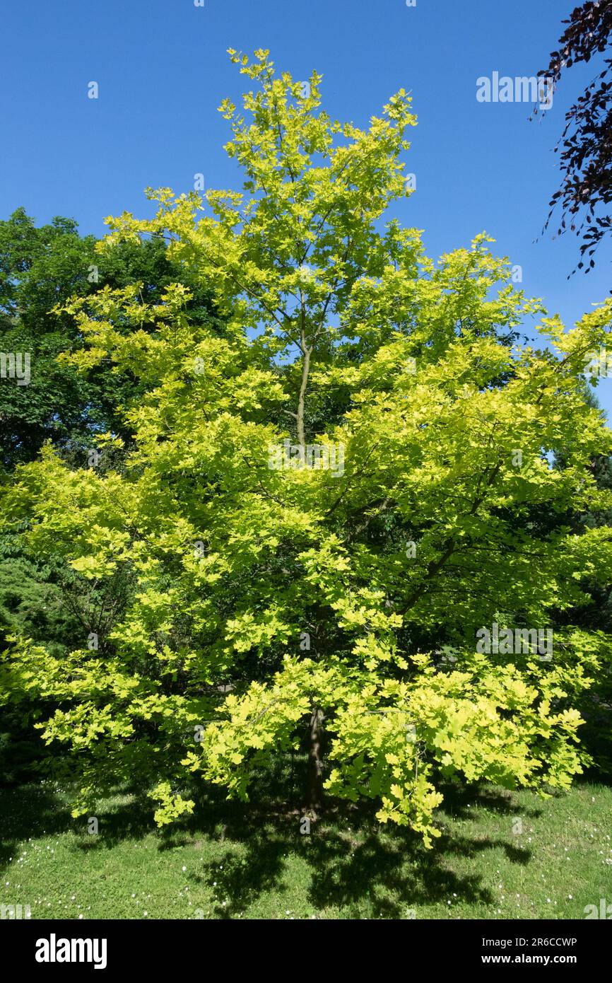 English oak, Quercus robur 'Concordia' Oak tree Stock Photo