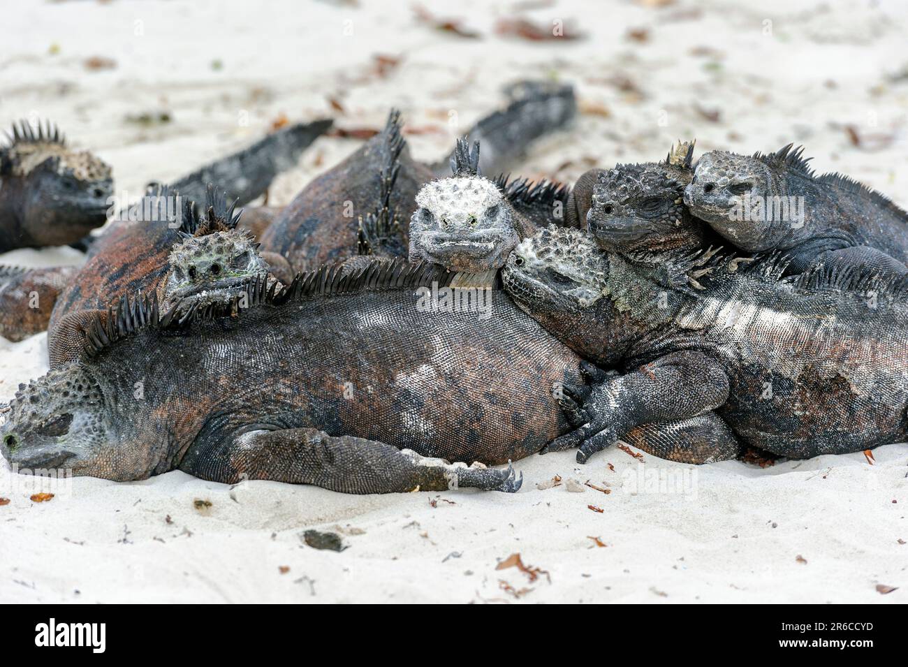 Marine Iguanas Amblyrhynchus Cristatus Basking In The Sun On The Beach Galapagos Islands 6754