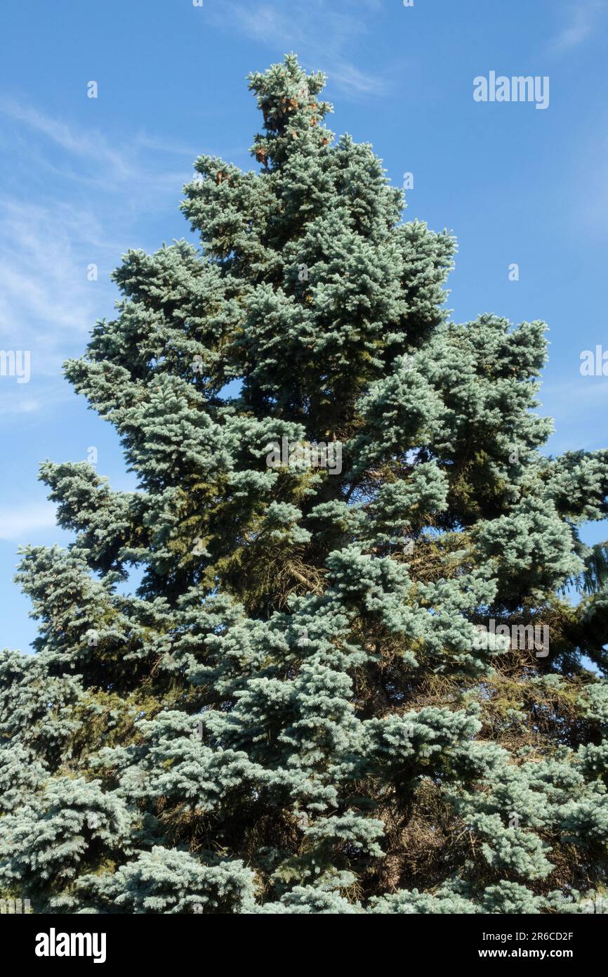 Colorado Blue Spruce, Picea pungens 'Hoopsii', Spruce Tree Stock Photo