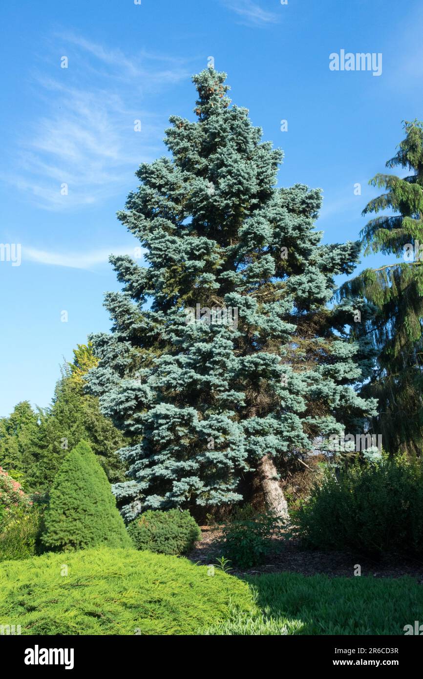 Picea pungens "Hoopsii", Colorado Blue Spruce tree Stock Photo