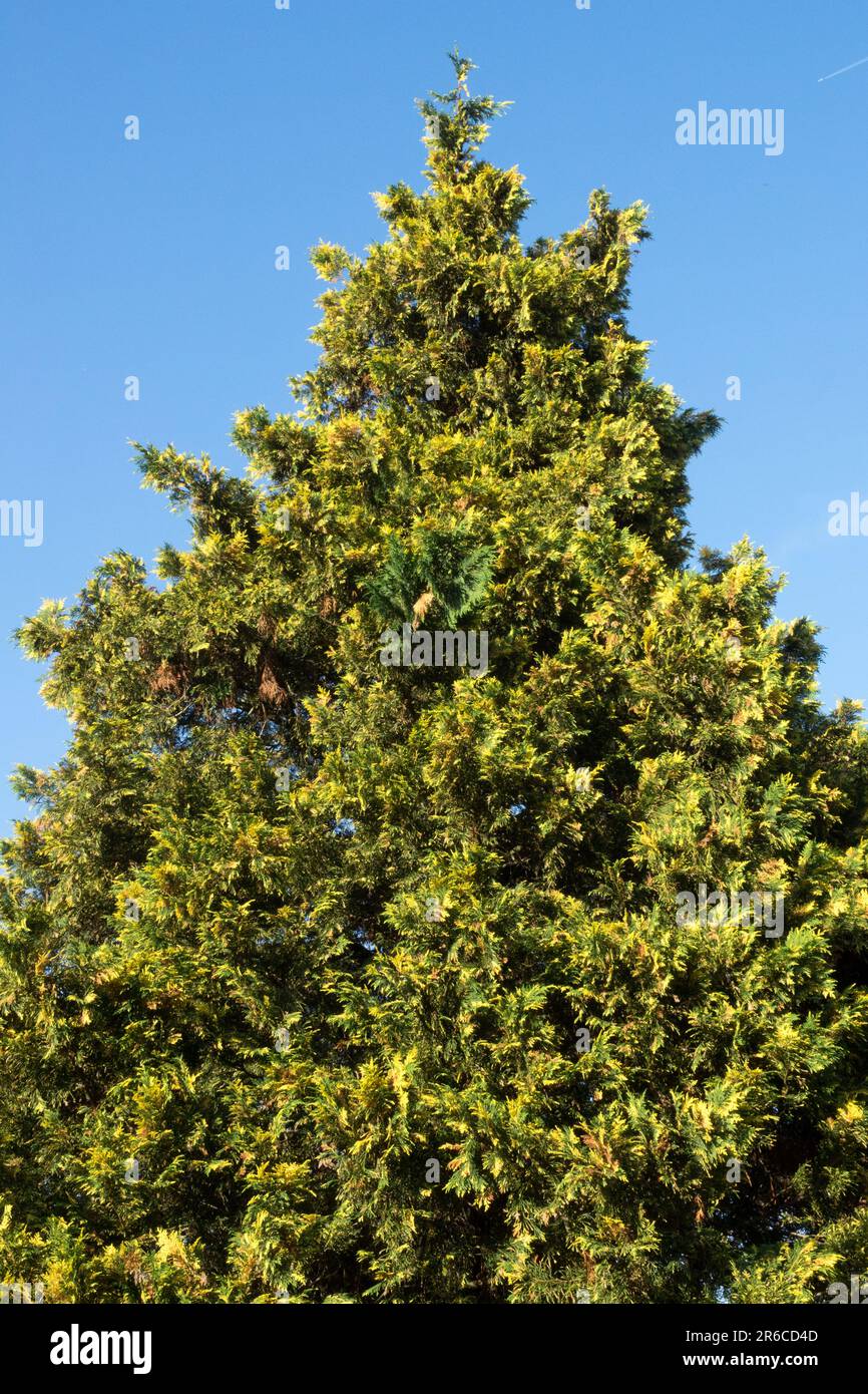Alaska Cypress, Nootka Cypress, Chamaecyparis nootkatensis "Aureovariegata", Alaska Cedar, Xanthocyparis tree Stock Photo