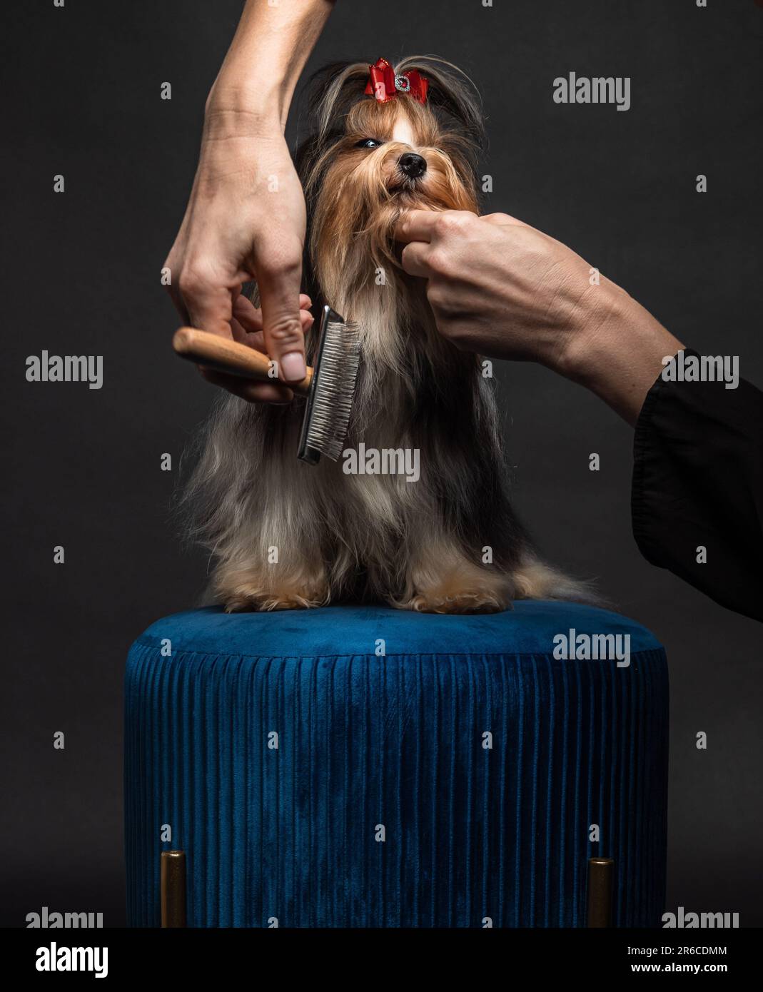 This is a photo of a Biewer Yorkshire Terrier in a studio setting Stock Photo