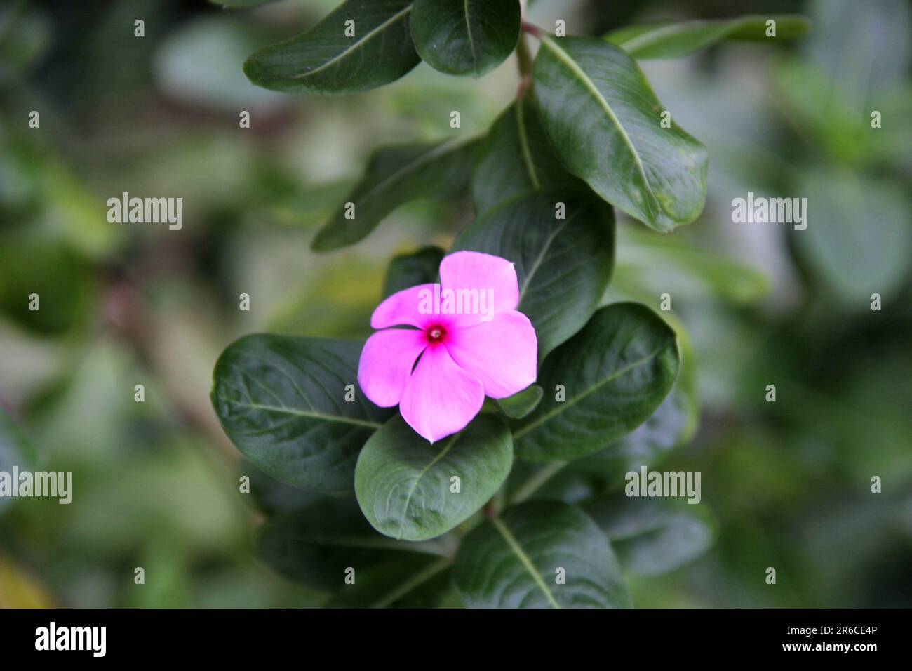 Beautiful Arabian jasmine. Jasminum Sambac. flowers and leaves Stock
