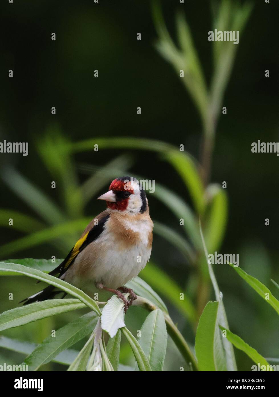 Lonely Goldfinch Stock Photo