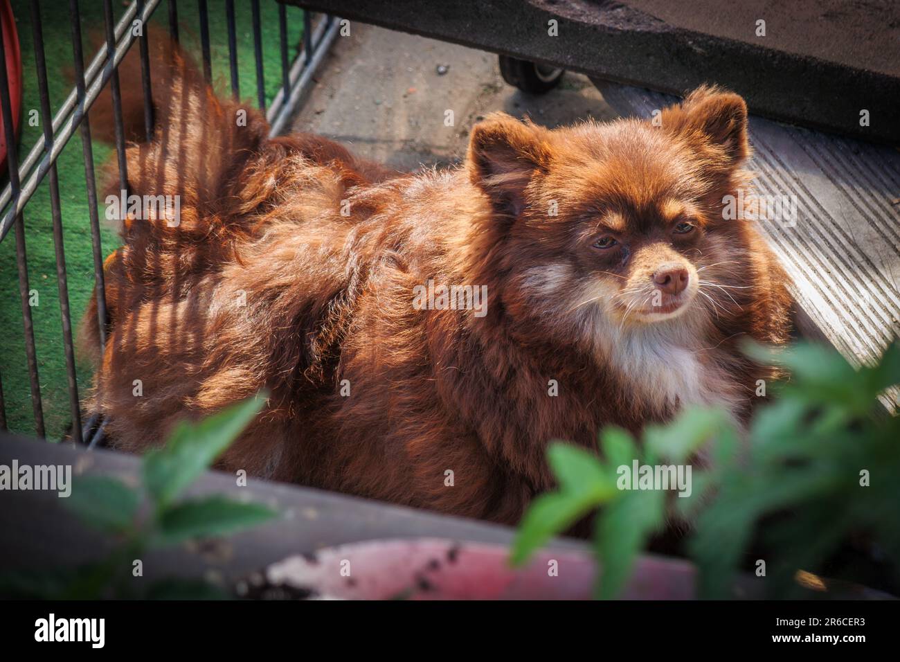 a portrait of a brown Pomeranian dwarf spitz dog Stock Photo