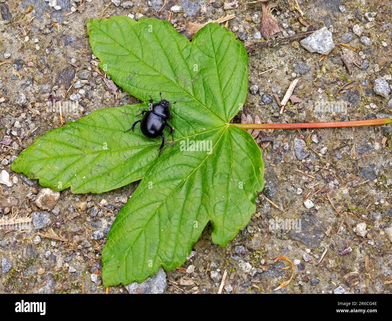 Black shiny dung beetle Geotrupes stercorarius on a green fallen maple leaf Stock Photo