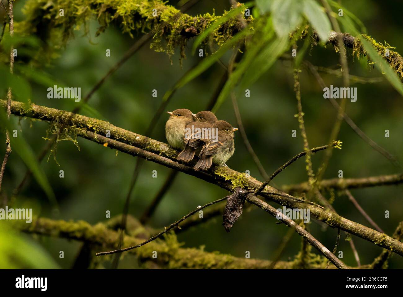 Several Pied flycatchers perched on a barren tree branch in a murky forest setting Stock Photo