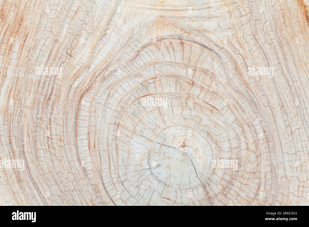 Hard teak wood stump sections with cracks, annual rings and textured surface - blanks for tables and other production in the factory, Balinese furnitu Stock Photo