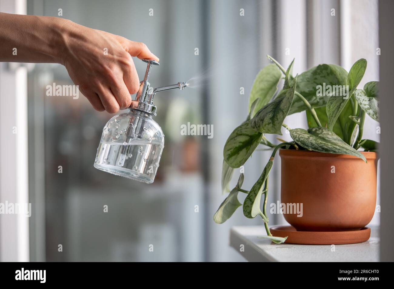 Woman sprays plant in flower pot. Female hand spraying water on Scindapsus houseplant in clay