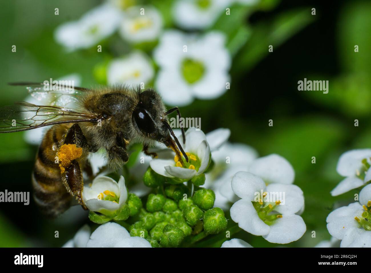 Macro of a bee collecting nectar from alyssum flowers Stock Photo Alamy