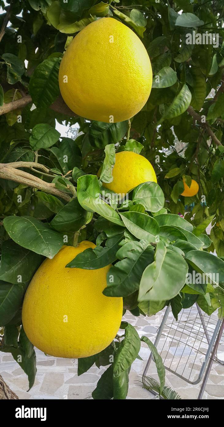 Non rounded hires stock photography and images Alamy