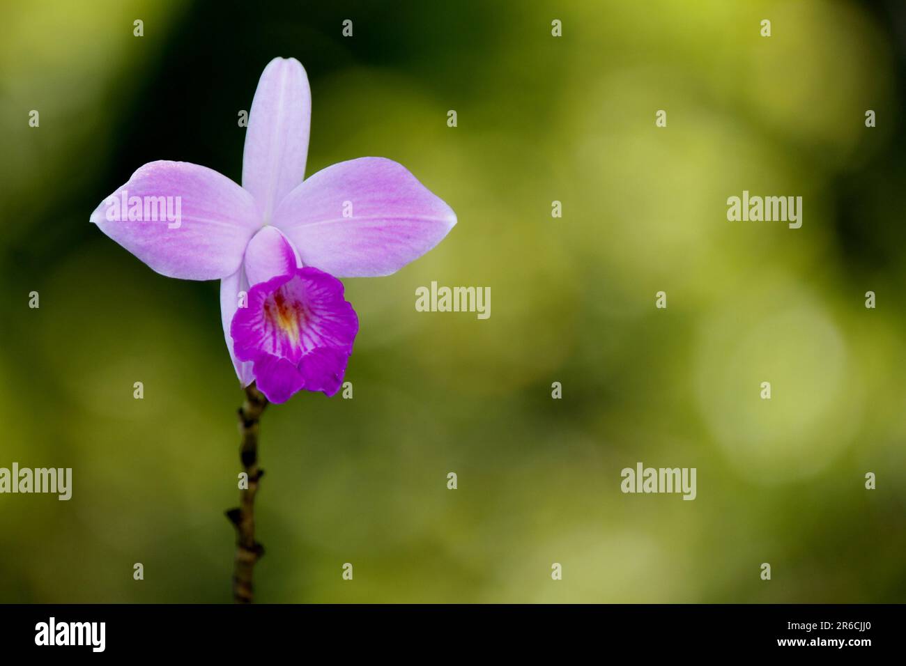 Close-up shot of an Arundina graminifolia orchid, showcasing its delicate beauty against a blurred green background Stock Photo