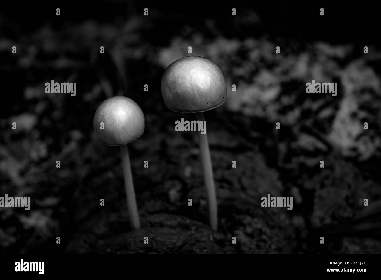 A single small mushroom growing on the ground, isolated from other vegetation Stock Photo