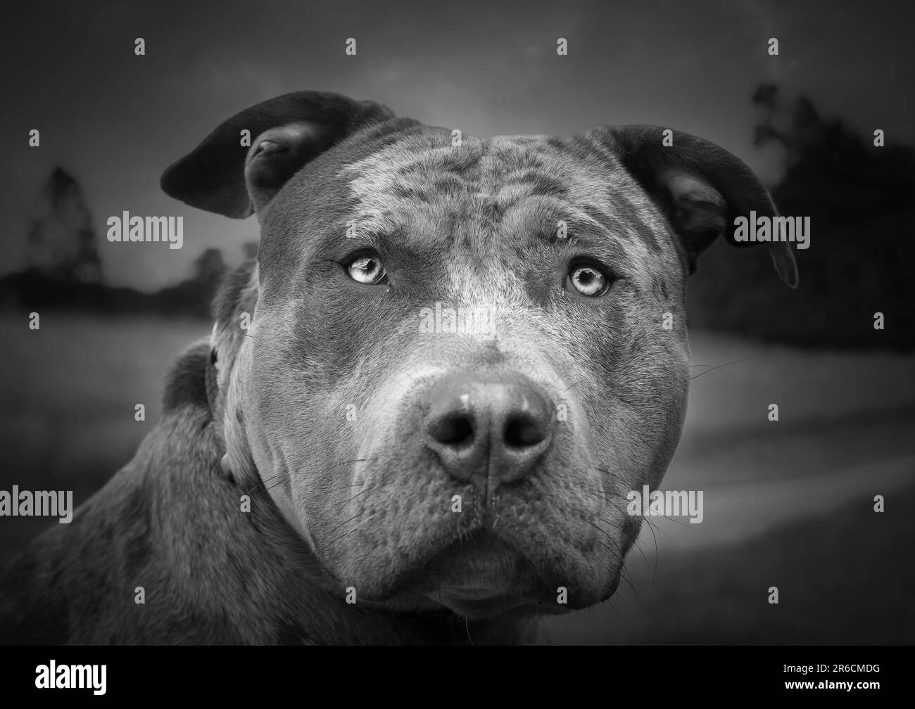 Front close up view of an XL bully dog Stock Photo Alamy