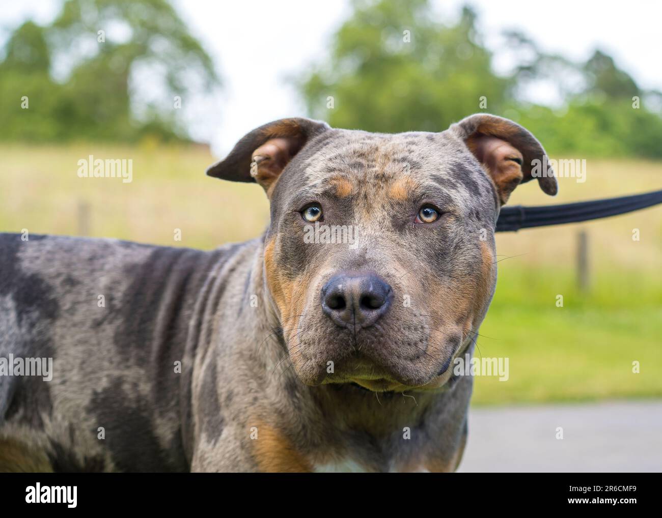 Dog mom American bully puppy dog, Pet funny and Cute Stock Photo - Alamy