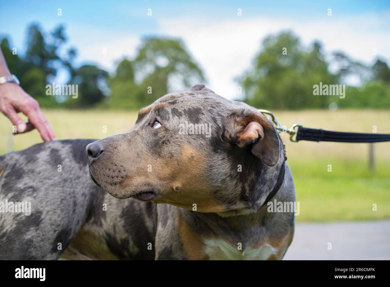 Side close up view of an American bully pet dog (also known as an XL bully) outdoors in a countryside park, on a lead with owner. Stock Photo