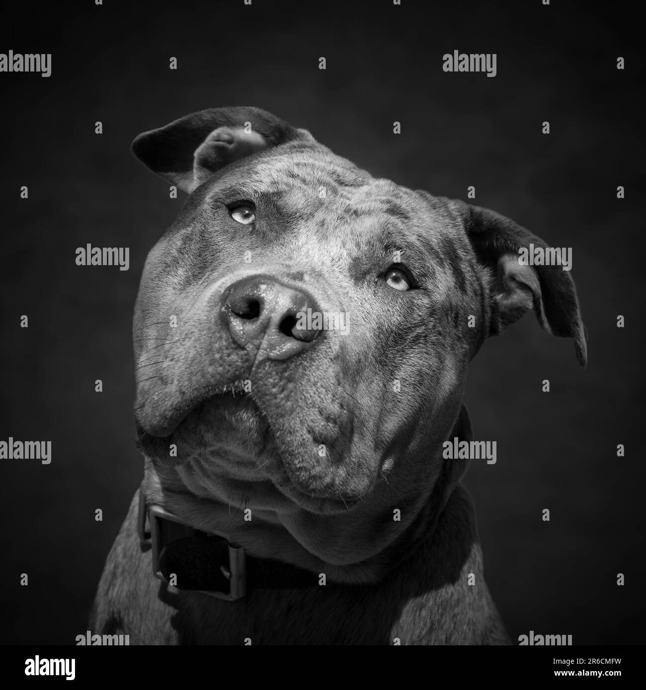 3,500+ American Bully Dog Stock Photos, Pictures & Royalty-Free Images -  iStock