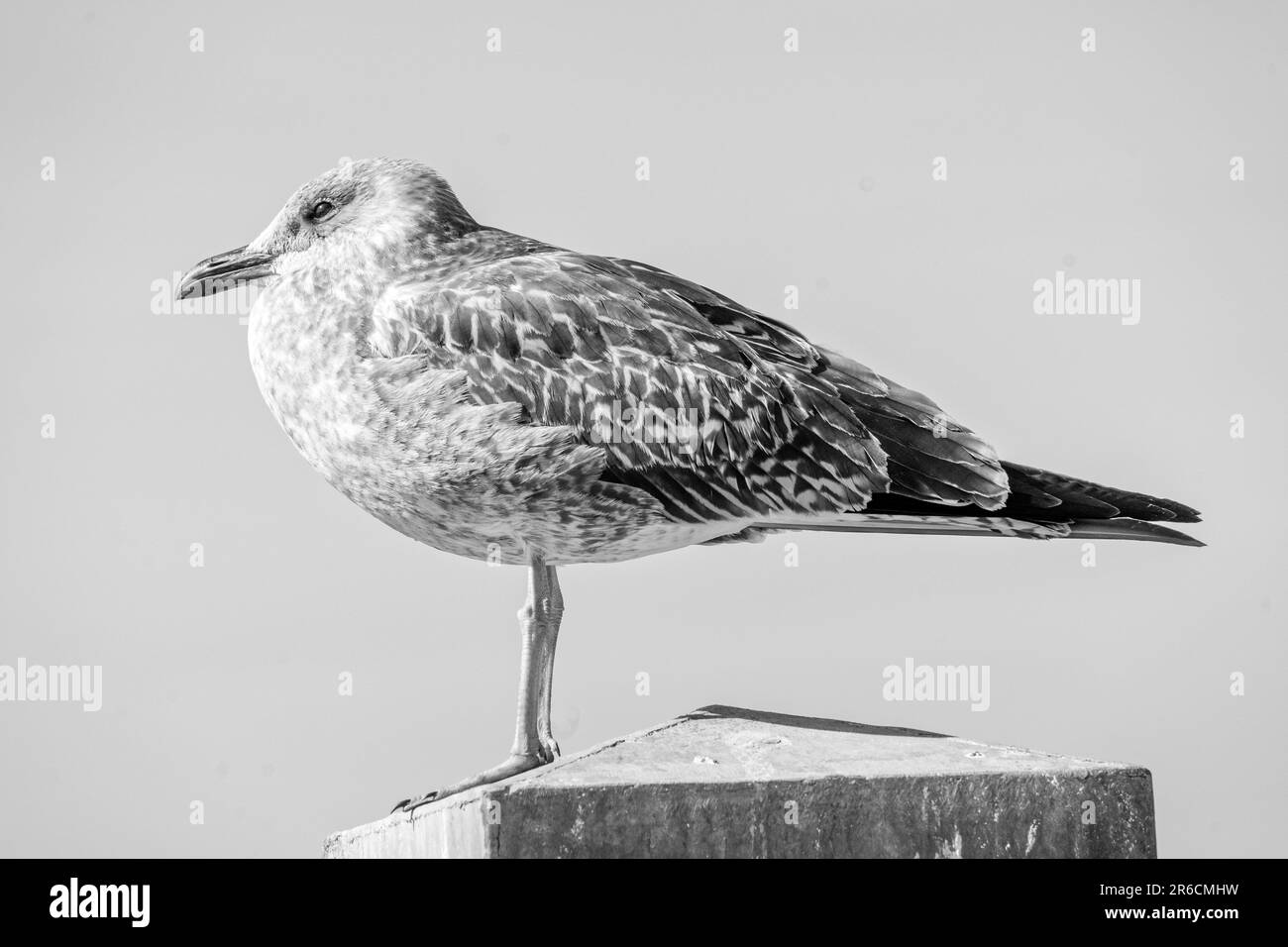 A High-resolution grayscale shot of a gray gull bird perched on a wooden post, with its wings slightly spread Stock Photo