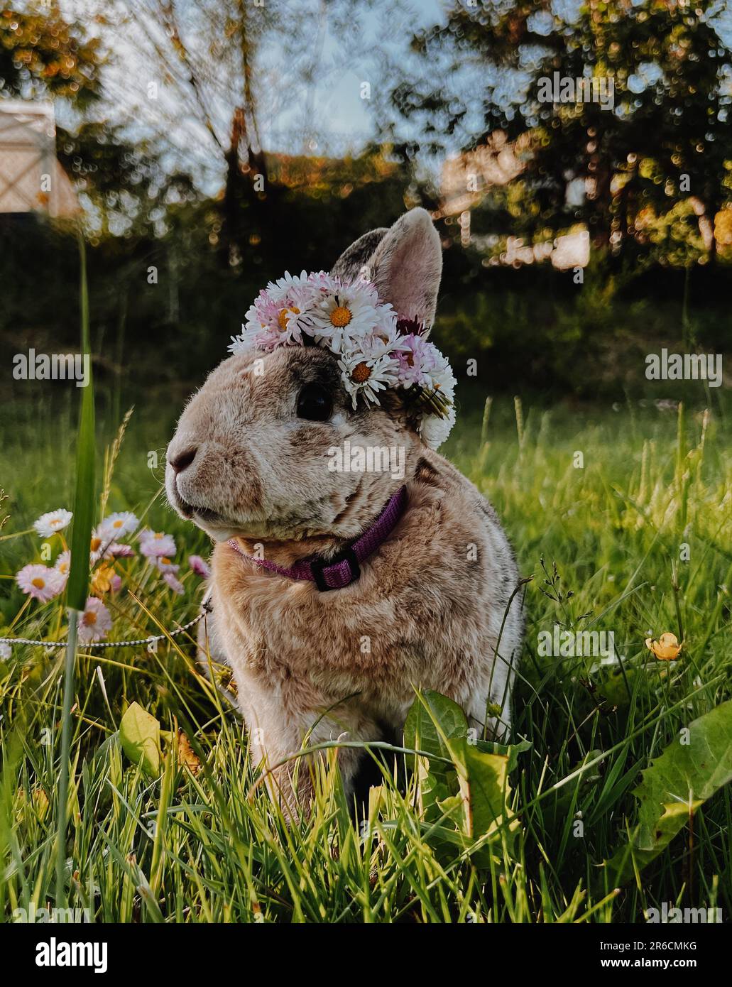 Rabbit with flower crown 2025