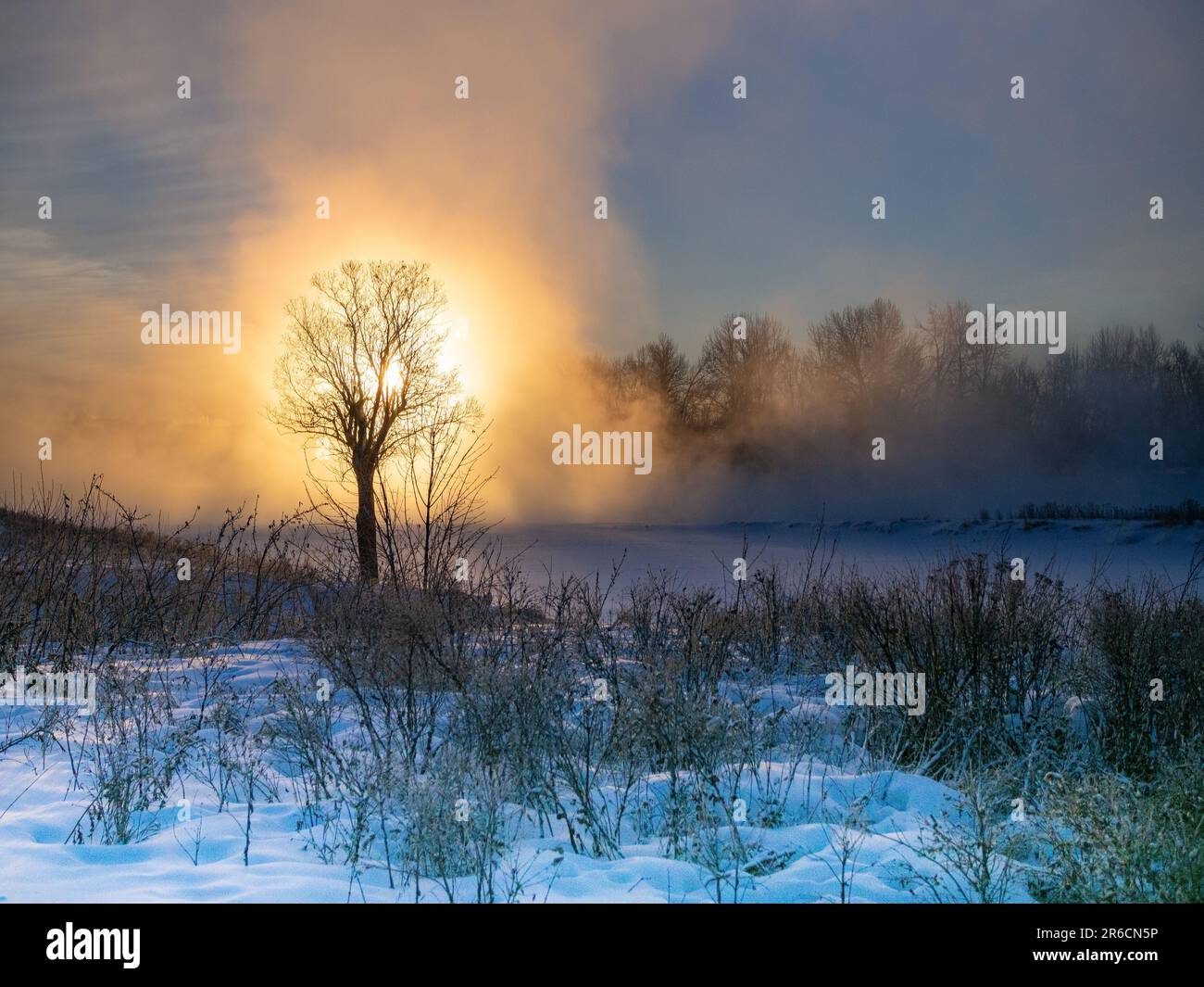 Snow Rising A majestic tree standing atop a snow-covered peak in the early morning ...