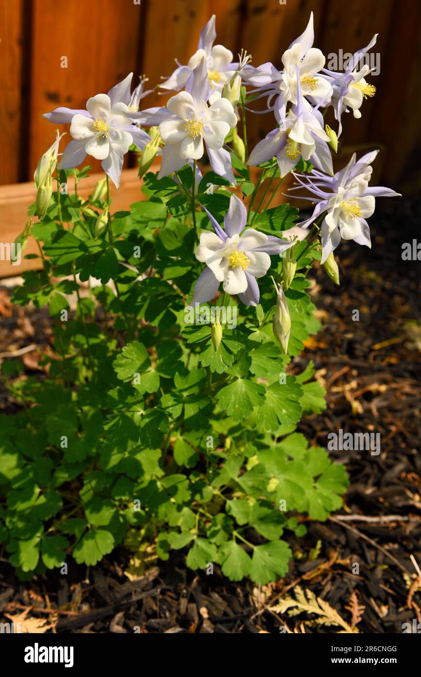Spring flowering Columbine perennial hybrid Light Blue & White in a garden with sun Stock Photo